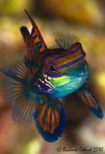 Mandarin Fish by Richard Goluch 